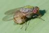 Minettia subvittata